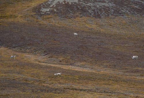 DSC_9390.jpg